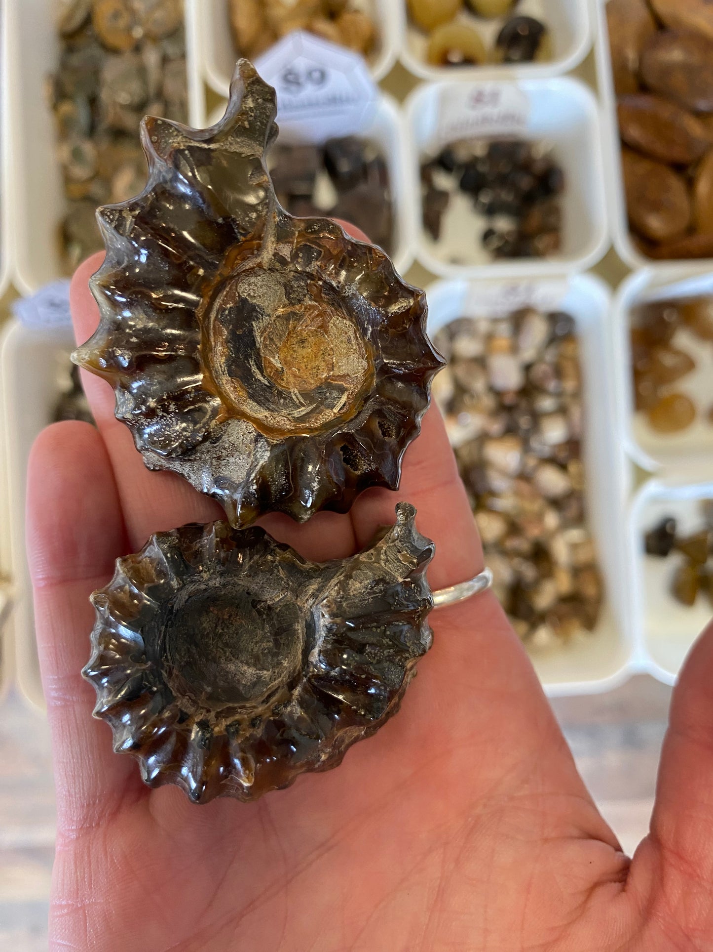 Ammonite (Evolution & Transformation) Large