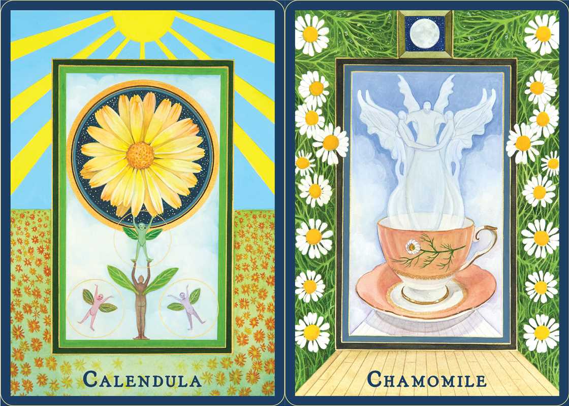 Plant Spirits Oracle by Laura Aversano: Flashcards; 128 pages / English