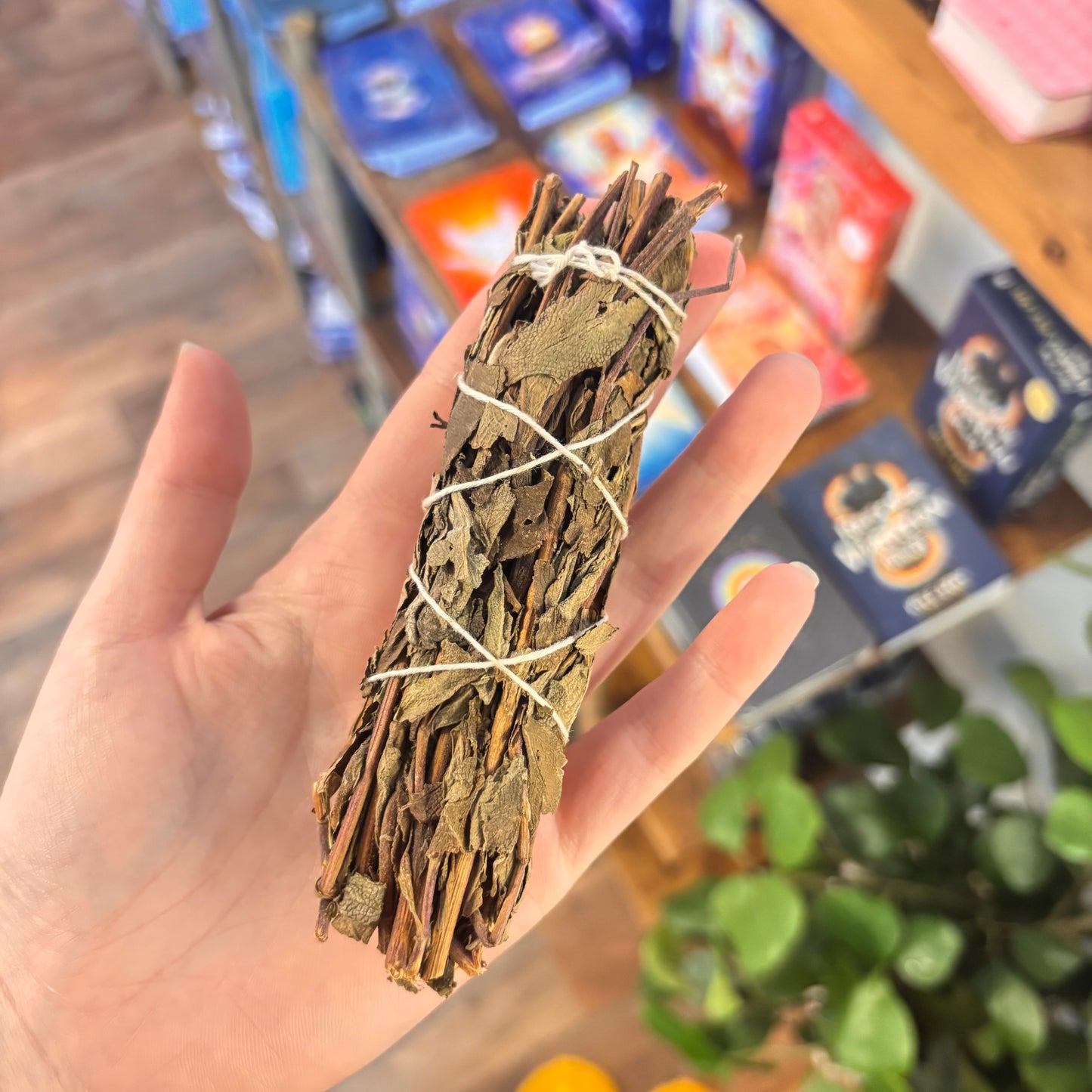 Shasta Sage Bundle (4 inch)