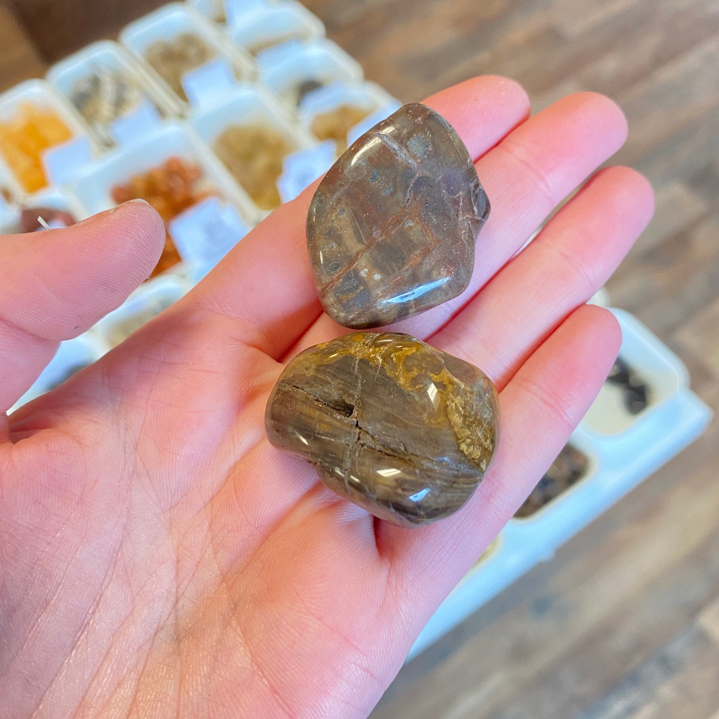 Petrified Wood (Security) Tumbled